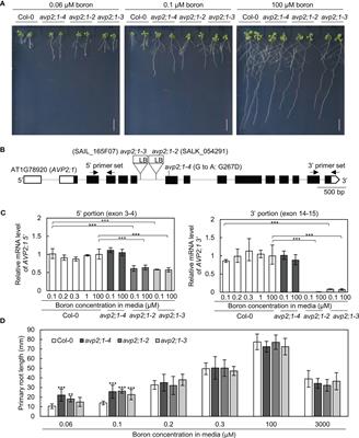 Mutations in type II Golgi-localized proton pyrophosphatase AVP2;1/VHP2;1 affect pectic polysaccharide rhamnogalacturonan-II and alter root growth under low boron condition in Arabidopsis thaliana